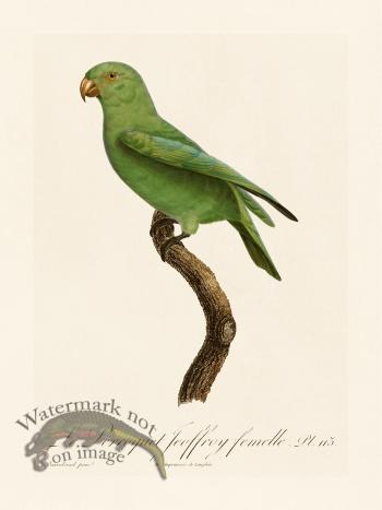 Barraband Parrot 113